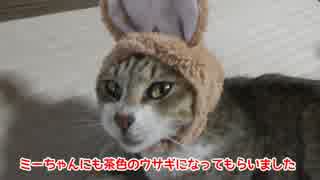 ねこうさぎを半野良猫様に被ってもらった。