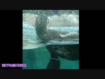 グレープ君がフルルの側にいたか見てみよう【東武動物公園】