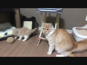 新入りがやってきた【むぎ♂きび♂】
