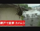 網戸で産卵　カメムシの生態