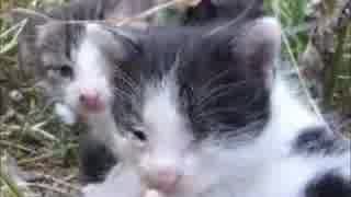 草むらから子猫がうじゃうじゃ出てきた