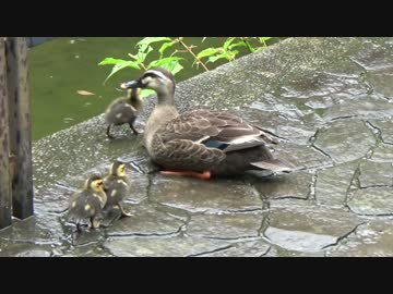 【カルガモ親子 子ガモ決死のダイブ!!】