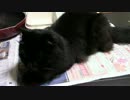 こんしゅうのおやつ【蒼民家の猫々】