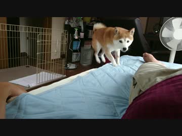 シバイヌ「寝るな! あそべ!!」