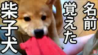 【柴犬の子犬】自分の名前を覚えたので「おいで」してみた