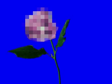 修正された薔薇BB