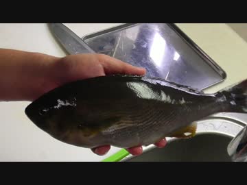 イ、イサキは？【長火鉢とおっさん30】