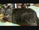 【466】ジャン❤︎ポン　よく採れるブラシで兄妹猫の抜け毛をごっそり
