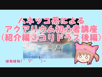 ハネッコ系によるアクアリウム初心者講座(紹介編③コリドラス後編)