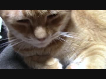 拾いねこ＠生後1815/1782日目　ぺちゃー。