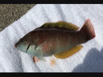 釣り動画ロマンを求めて　61釣目（葉山港：前半）