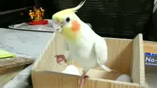 【オカメインコ】りりぃゴキゲンで歌いながら出てくるヾ(*´∀｀*)ﾉ♪