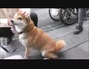 【もふもふ】本日のわんこ。おやつに夢中な子♪