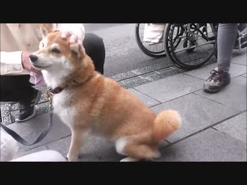 【もふもふ】本日のわんこ。おやつに夢中な子♪