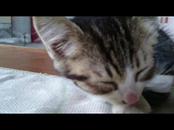 捨て猫ひろった（ココア♂）かわいすぎる