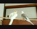 【オカメインコ】りりぃお尻フリフリ♪ヾ(´▽｀*)ゝ