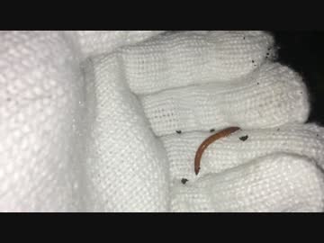 蟻戦争＃138 植木鉢トラップで初捕獲！～ミルワームによく似た変な虫～編