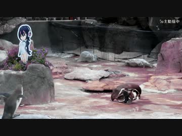 フルルとグレープ君の間に陣取り交尾するペンギンカップル