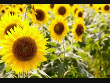 【NNI】最後の夏【オリジナル曲】