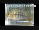 【水中映像】魚心見所「濁りの在来種、外来種」