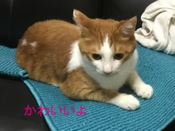 ねこもいろいろありますよ