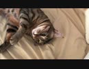 【検証】猫たちは飼い主にどれだけついてくるのか？
