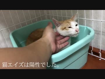 子猫の体調が悪くなって、猫エイズの再検査に行った結果…