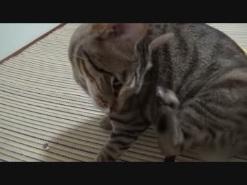 先輩猫たちが猫エイズに感染していないか調べに行った結果…