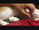 飼い主にベタベタな子猫がされるがまますぎて超可愛い！