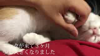 飼い主にベタベタな子猫がされるがまますぎて超可愛い！