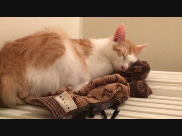 お風呂場が好きすぎて毎回爆睡しちゃう子猫！！