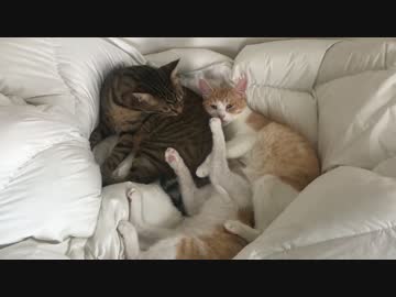 ティガロビニック再会！！一切離れずくっついて寝る3人が可愛すぎる！