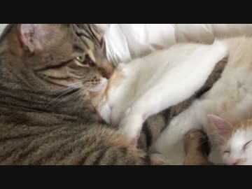 子猫を抱き抱えて寝る先輩猫たちが可愛すぎる！