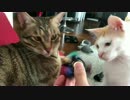 ハンドスピナーにハマって自分で回し出す猫達！！