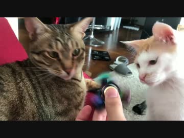 ハンドスピナーにハマって自分で回し出す猫達！！