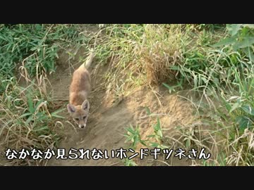 【東武動物公園】コラボが終わっても元気なフレンズ達