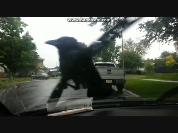 ワイパーの仕事を邪魔するカラス