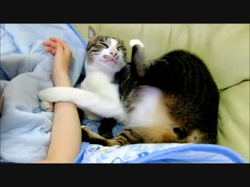 飼い主の腕をつかみながら毛づくろいする猫