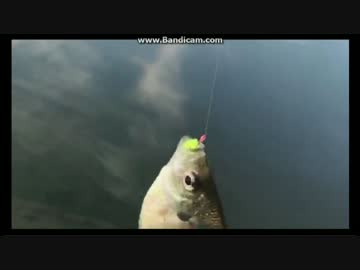 2017-06-28　野池でブルーギル入れ食い　HITシーン