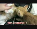 にゃん玉を吸おうとする末っ子猫。