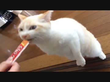 立ったままめしを食う片手ねこ