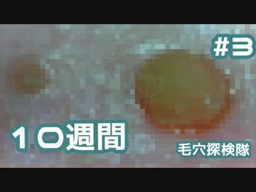 #3 角栓を10週間育ててみた(大物シリーズ)