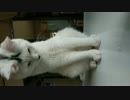 猫に小さな小さな氷をあげてみた