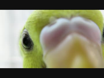 密着インコ