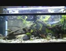 【アクアリウム】 2階建て120cm水槽・リスタート 20170628