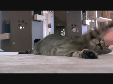 20170629えぇとこのボンズ