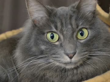 猫さん：13　インターホンの音にびびる②