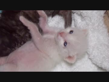 【 子猫 】猫の赤ちゃんはもっちもち　その１