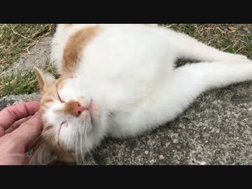 日向ぼっこ中の初対面の猫ちゃんをそっと愛撫してたら