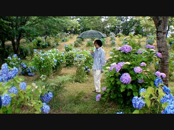 【歌ってみた】傘を差す日